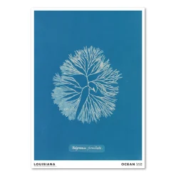 Anna Atkins – Halymenia furcelatta (1843-1853)