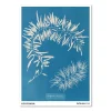 Anna Atkins – Sargassum plumosum (1843-1853)