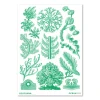 Haeckel – Florideae Ocean – grøn (2024)
