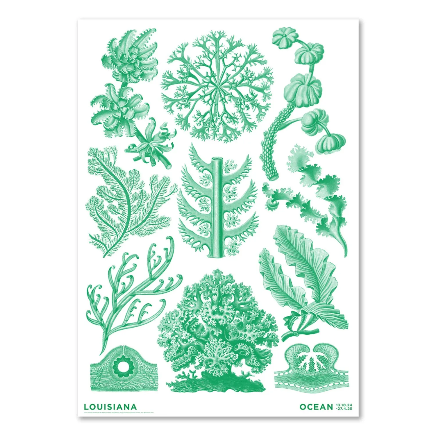 Haeckel – Florideae Ocean – grøn (2024)