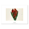 Inge Ellegaard – Amaryllis 2 (1993)