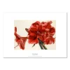 Inge Ellegaard – Amaryllis 6 (1993)