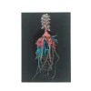 Postkort – Leopold & Rudolf Blaschka – Physophora myzonema & Siphonophore