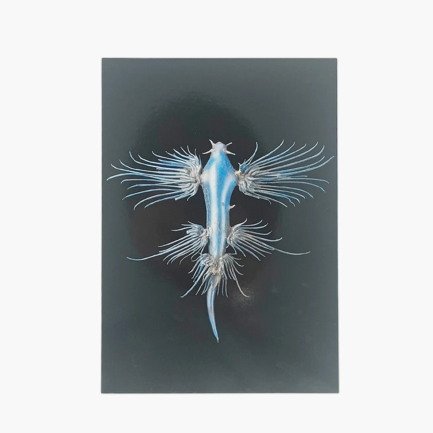 Postkort – Leopold & Rudolf Blaschka & Glaucus longicirrhus